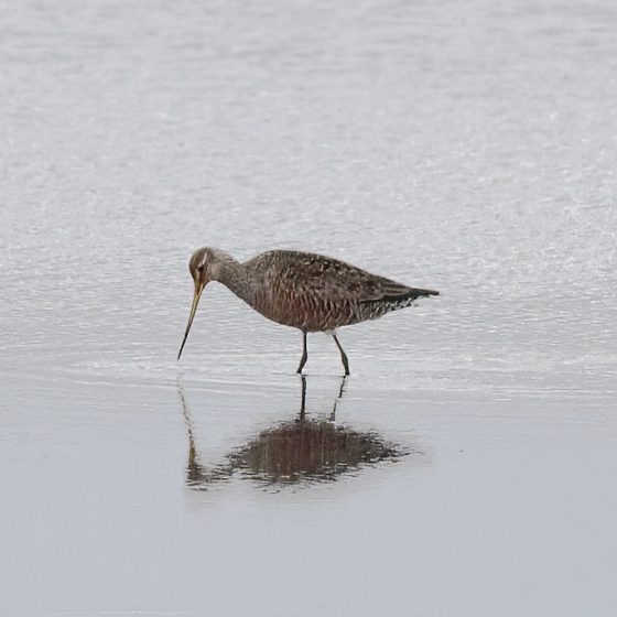 Hudsonian Godwit | BTO - British Trust For Ornithology